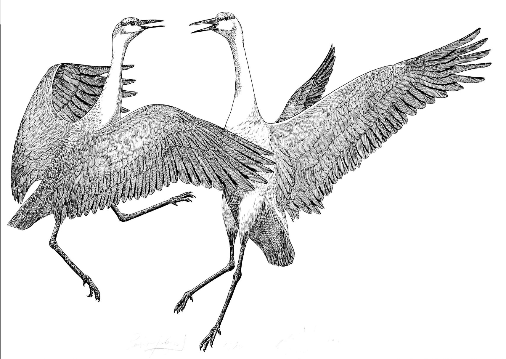 Sandhill crane drawing